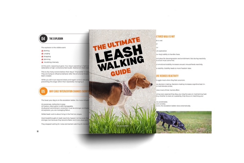 The Ultimate Leash Walking Guide